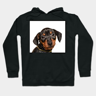 Portrait of black puppy Hoodie